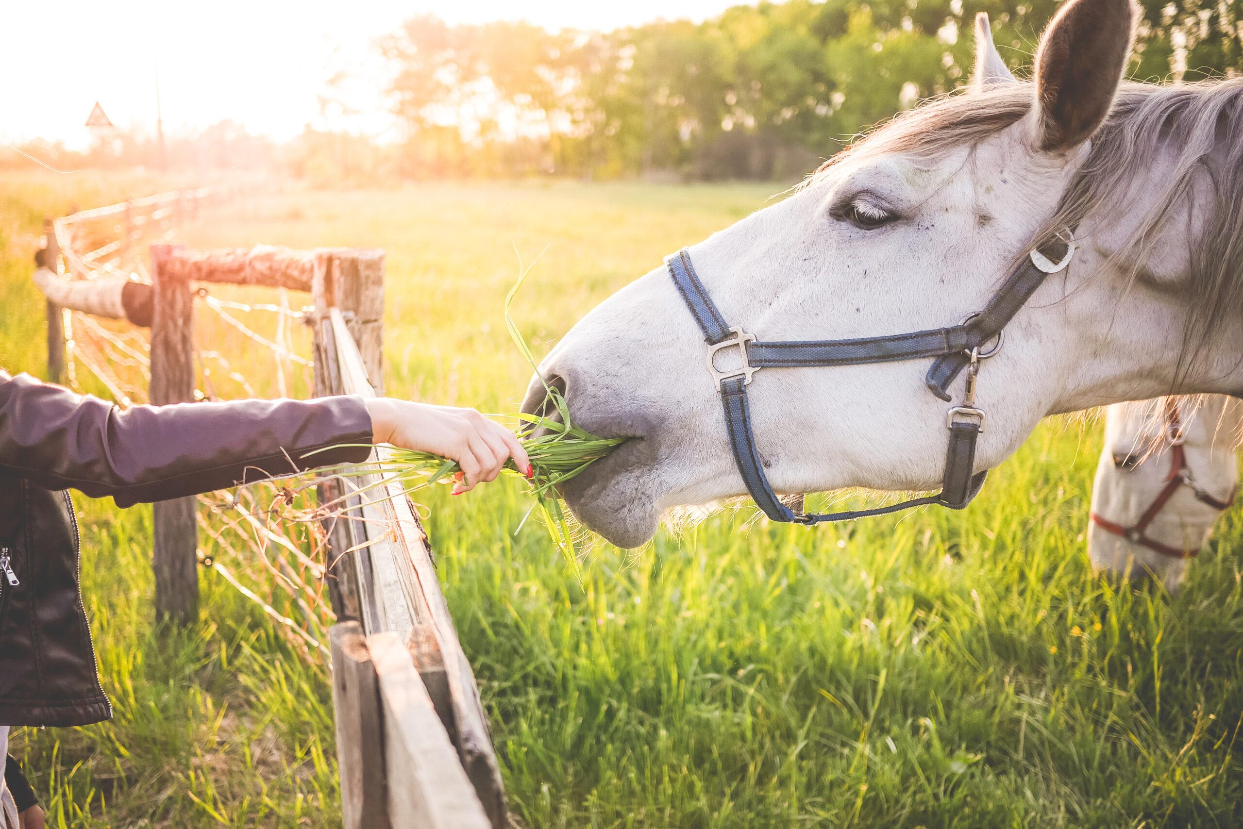 girl-feeding-a-gorgeous-white-horse-with-grass-picjumbo-com