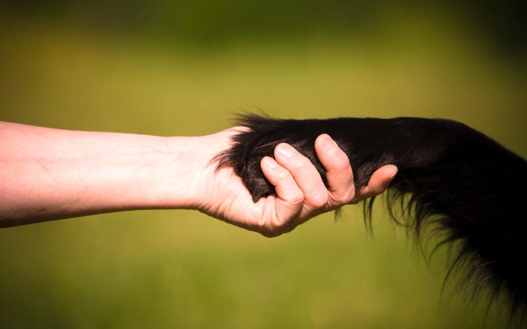 Herzenskommunikation mit Seelenanschluss