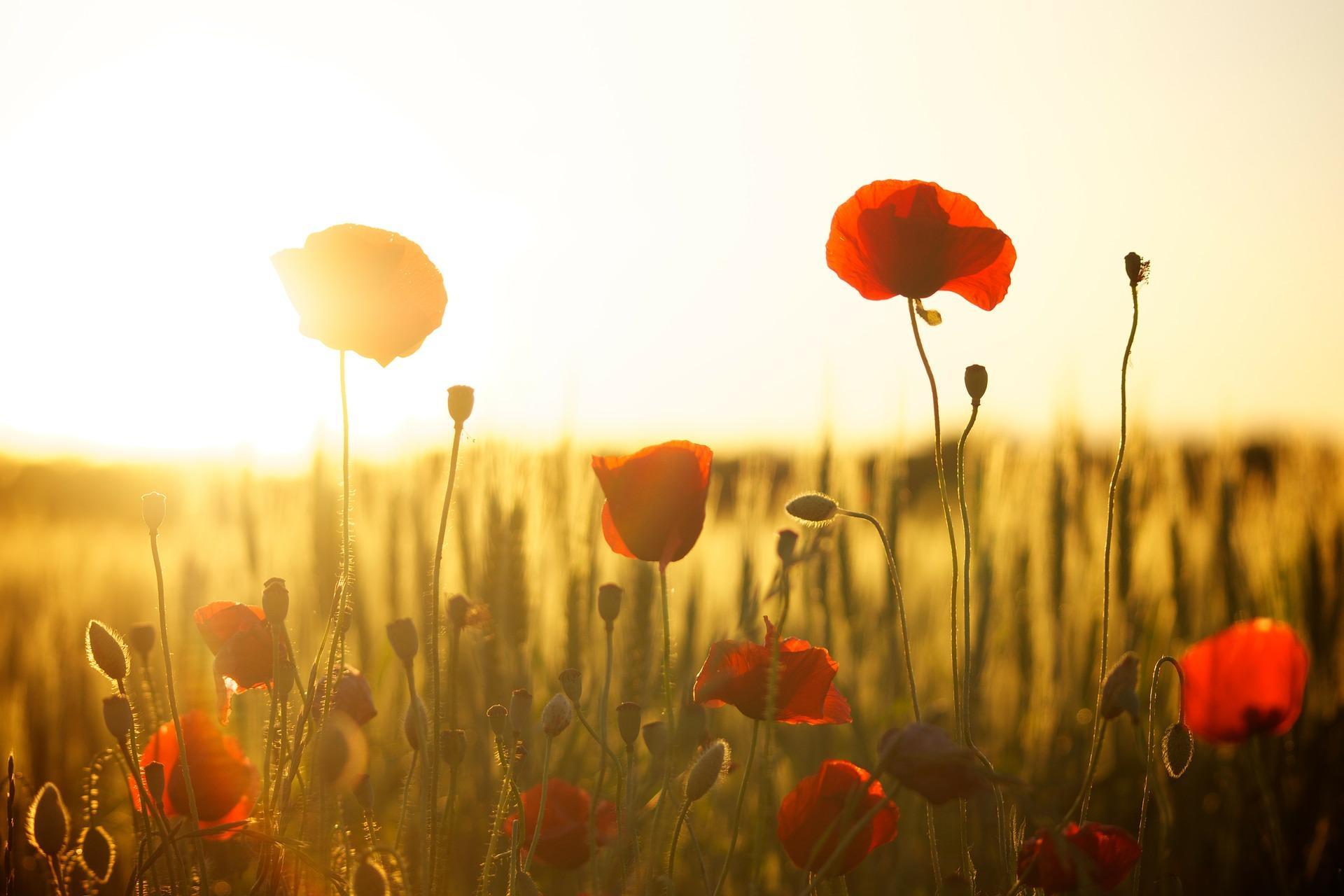 poppies-174276_1920