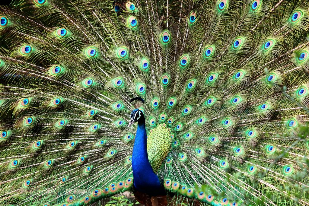 A stunning display of a peacock's colorful feathers with a vivid pattern outdoors.