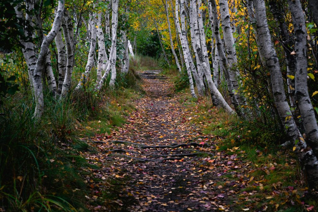 Scenic autumn pathway lined with birch trees and fallen leaves in a forest setting.